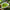 Xin Yang Mao Jian Green Tea