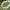 Zhu Ye Qing Green Tea – Bamboo Leaf Green