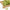 Nanjing Yu Hua Cha (Rain Flower) Green Tea